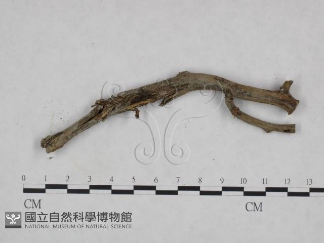 登錄號:F0023930藏品圖，第3張