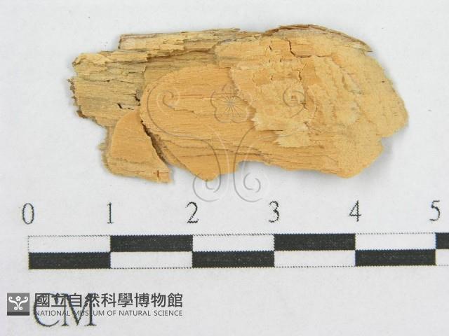 絲皮菌屬藏品圖，第3張