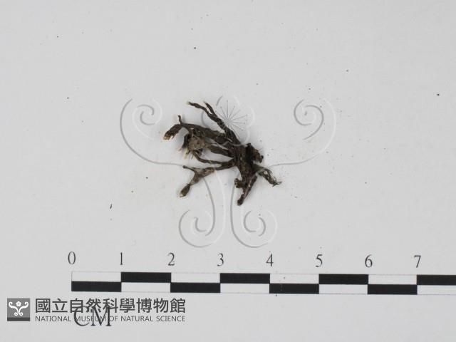 登錄號:F0000630藏品圖，第3張
