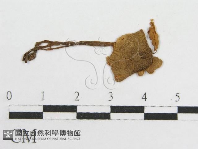 粉褶菌屬藏品圖，第3張