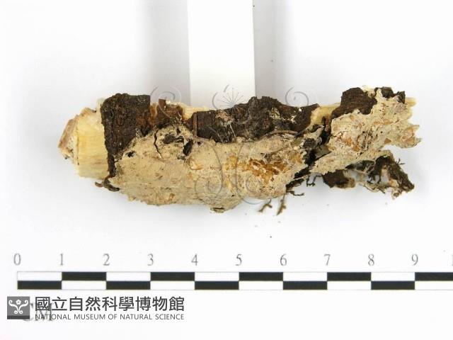 齒耳菌屬藏品圖，第3張
