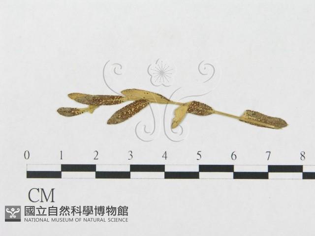 登錄號:F0011630藏品圖，第1張