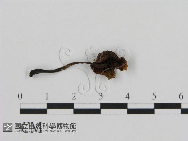 登錄號:F0002630藏品圖，第3張