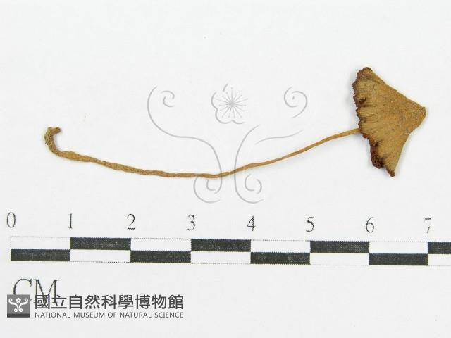 登錄號:F0012630藏品圖，第3張