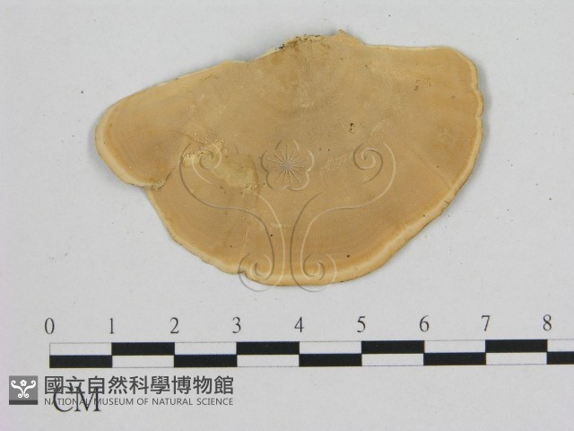 相鄰小孔菌藏品圖，第3張