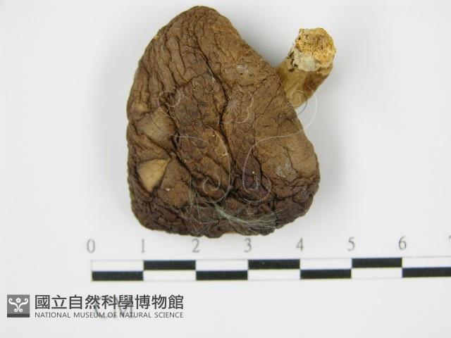香菇	藏品圖，第3張
