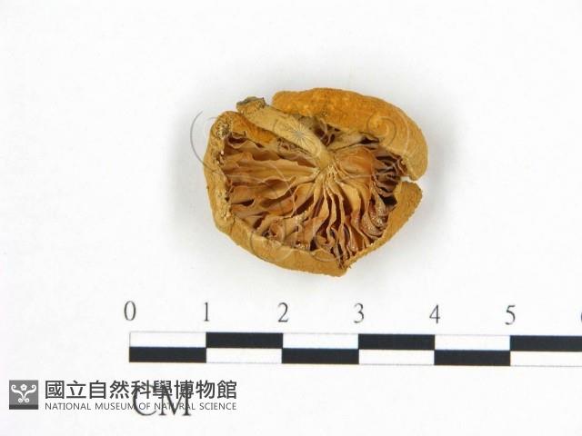 登錄號:F0015630藏品圖，第3張