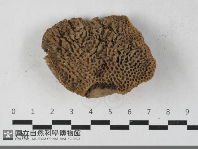 蜂窩菌屬藏品圖，第3張