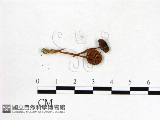 粉褶菌屬藏品圖，第3張