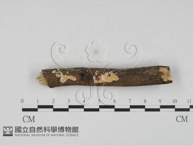 登錄號:F0020430藏品圖，第3張