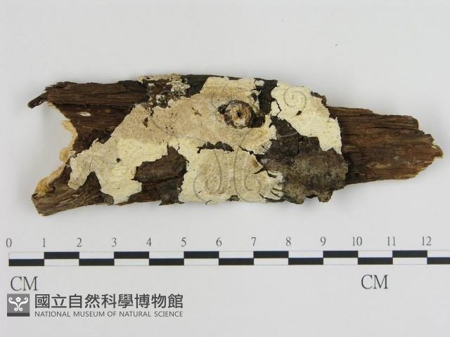 登錄號:F0000430藏品圖，第1張