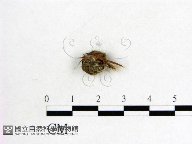 毛木耳藏品圖，第3張