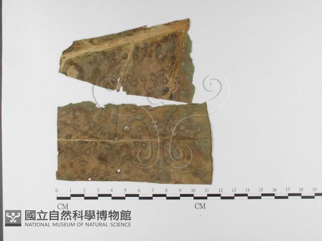 登錄號:F0026430藏品圖，第1張