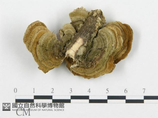 登錄號:F0006430藏品圖，第3張