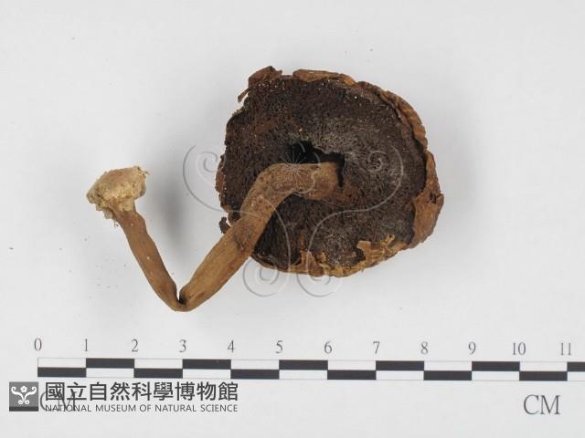 登錄號:F0024430藏品圖，第3張