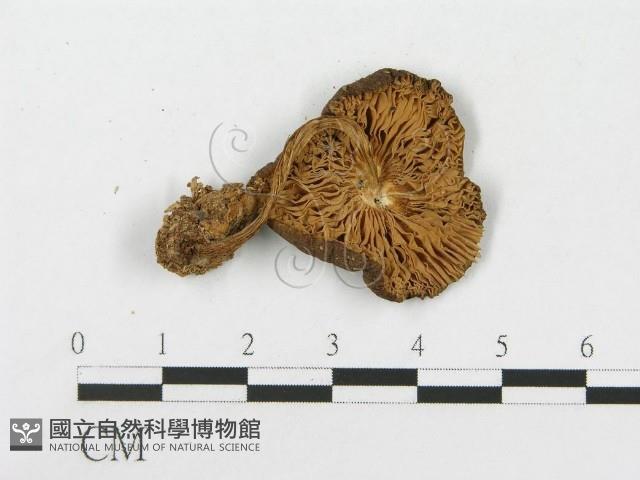 登錄號:F0014430藏品圖，第3張