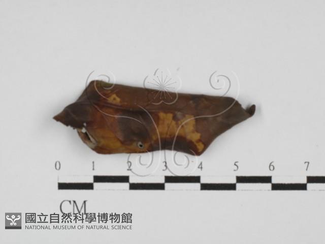 登錄號:F0022430藏品圖，第1張