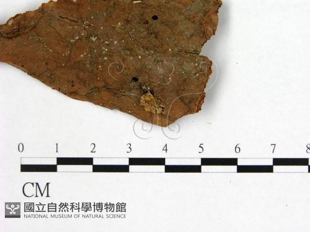 花耳屬藏品圖，第3張