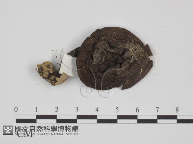 登錄號:F0012430藏品圖，第3張