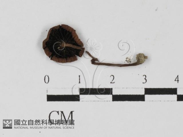 登錄號:F0027430藏品圖，第3張