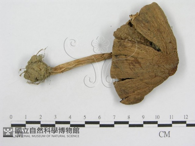 登錄號:F0007430藏品圖，第3張