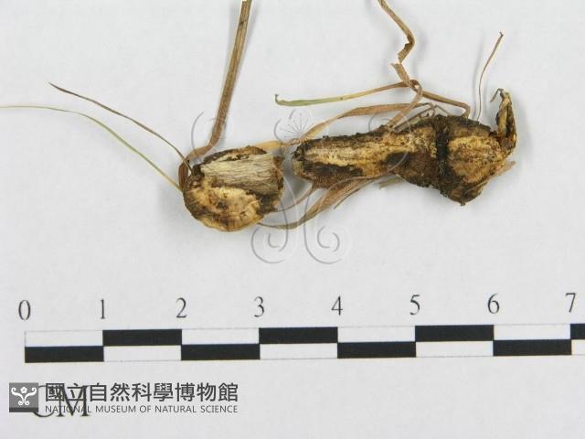 登錄號:F0017430藏品圖，第1張