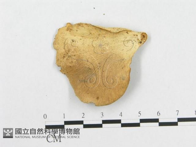 多孔菌屬藏品圖，第3張