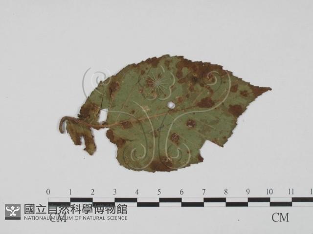 登錄號:F0019430藏品圖，第3張