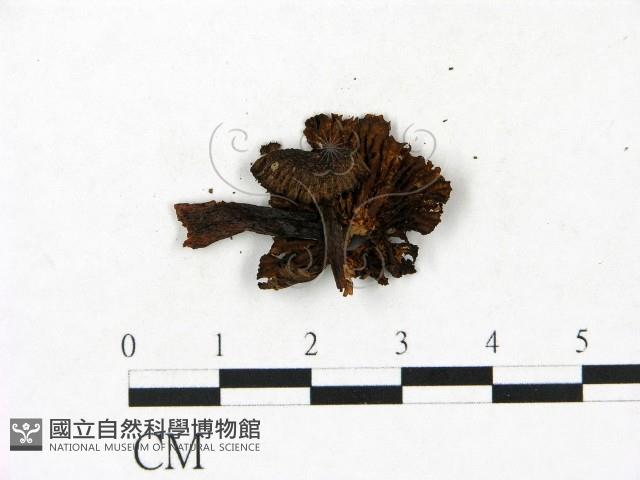 小菇屬藏品圖，第3張