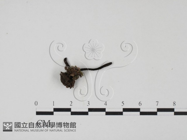 登錄號:F0003430藏品圖，第3張