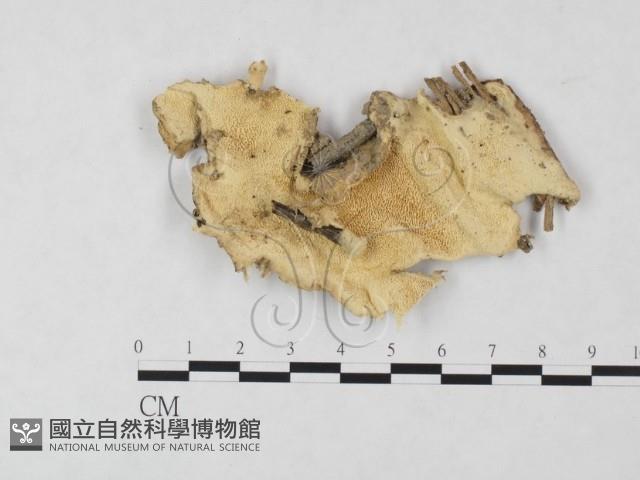 登錄號:F0013430藏品圖，第1張