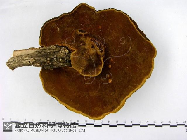 登錄號:F0008730藏品圖，第3張