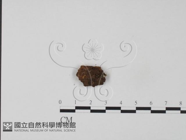 牛樟芝藏品圖，第3張