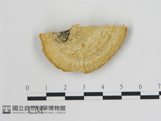 登錄號:F0006730藏品圖，第3張