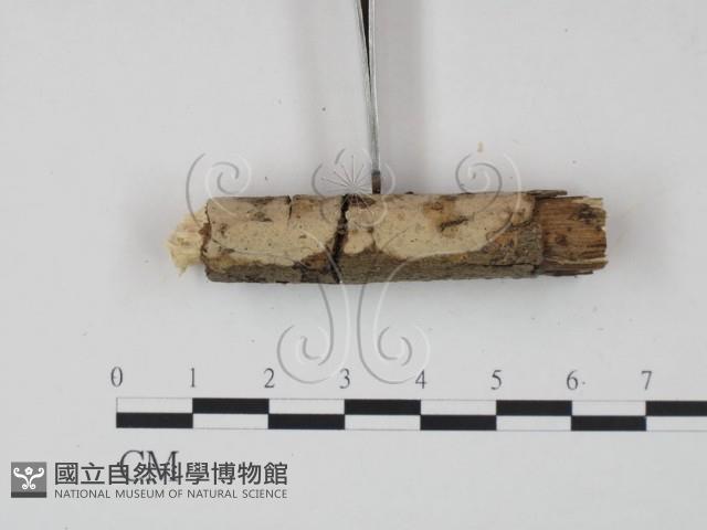 登錄號:F0021730藏品圖，第3張
