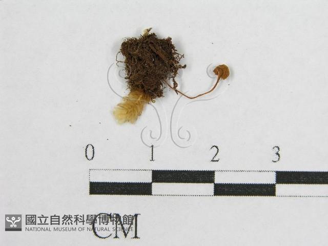 盔孢傘屬藏品圖，第3張