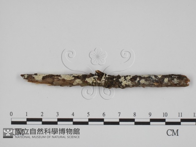 登錄號:F0024730藏品圖，第3張