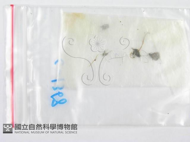 鬼傘屬藏品圖，第3張