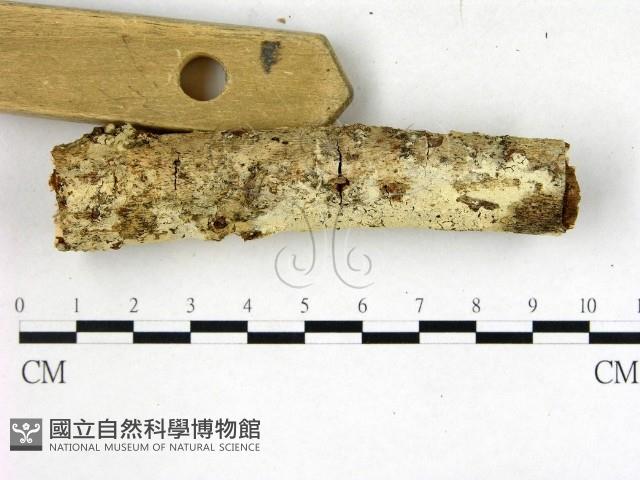 絲齒菌屬藏品圖，第3張