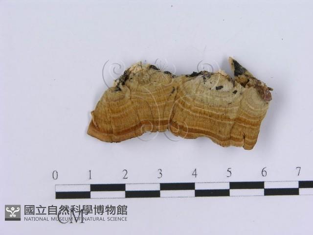 登錄號:F0002730藏品圖，第3張