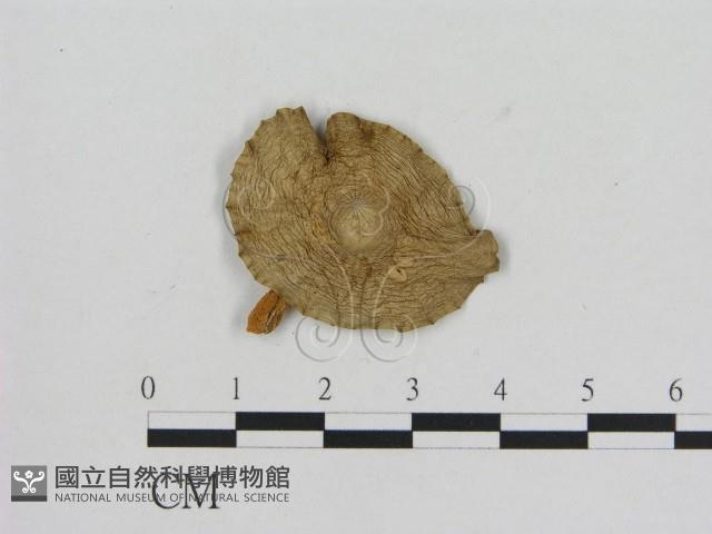 小菇屬藏品圖，第3張