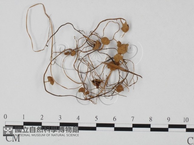 登錄號:F0025730藏品圖，第3張