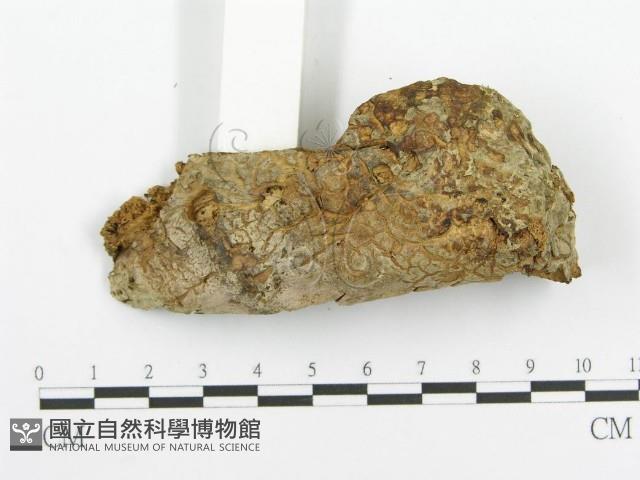 登錄號:F0005730藏品圖，第3張