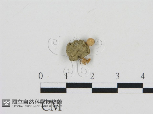 登錄號:F0009730藏品圖，第3張