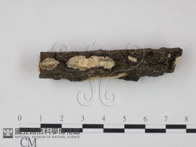 登錄號:F0013730藏品圖，第3張