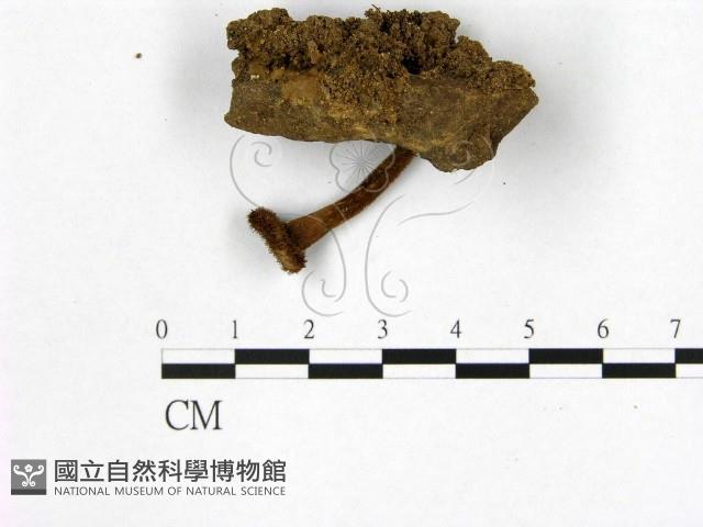 登錄號:F0016530藏品圖，第3張