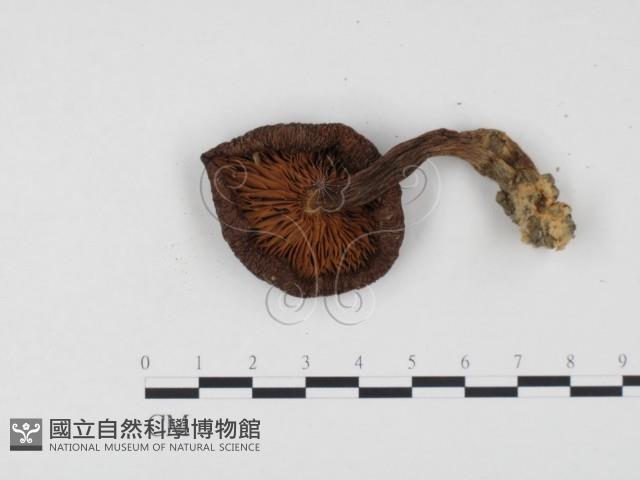 登錄號:F0024530藏品圖，第3張
