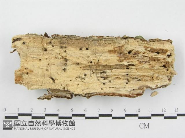 登錄號:F0002530藏品圖，第3張