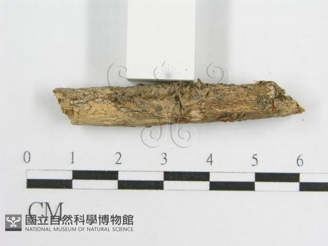 微皮傘屬藏品圖，第3張