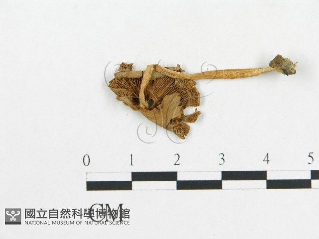 登錄號:F0007530藏品圖，第3張